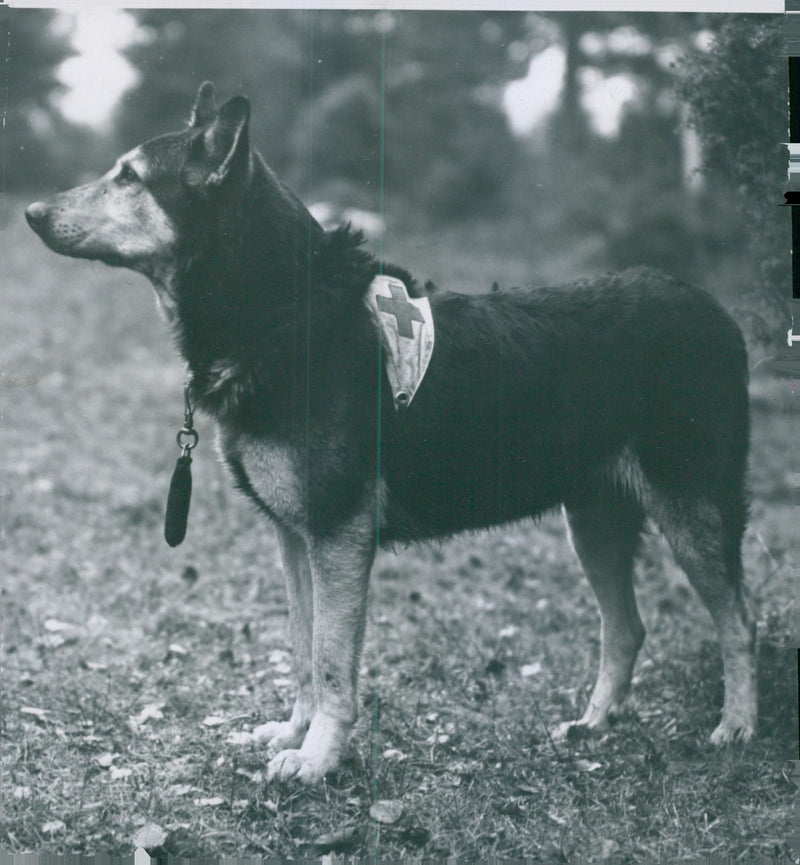 Swedish Military Army Dogs - Vintage Photograph