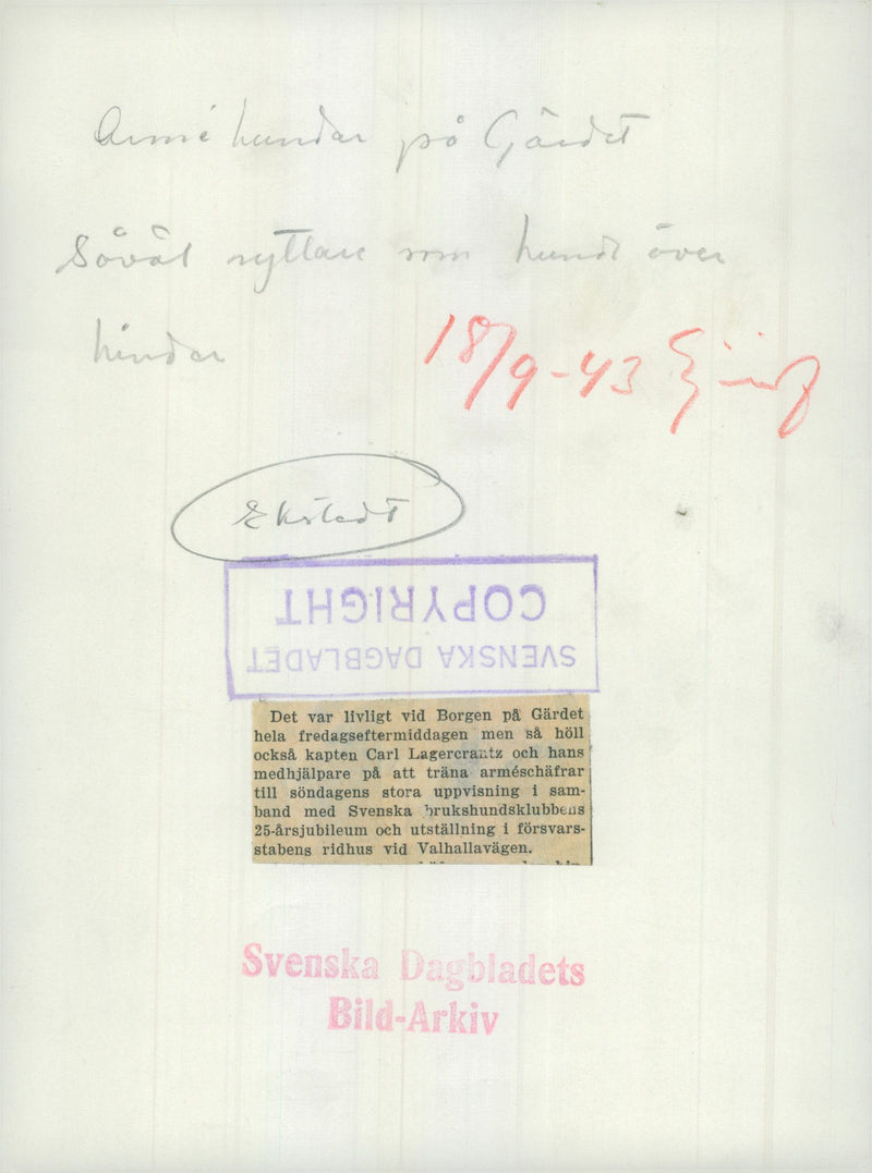 Swedish Military Army Dogs - Vintage Photograph