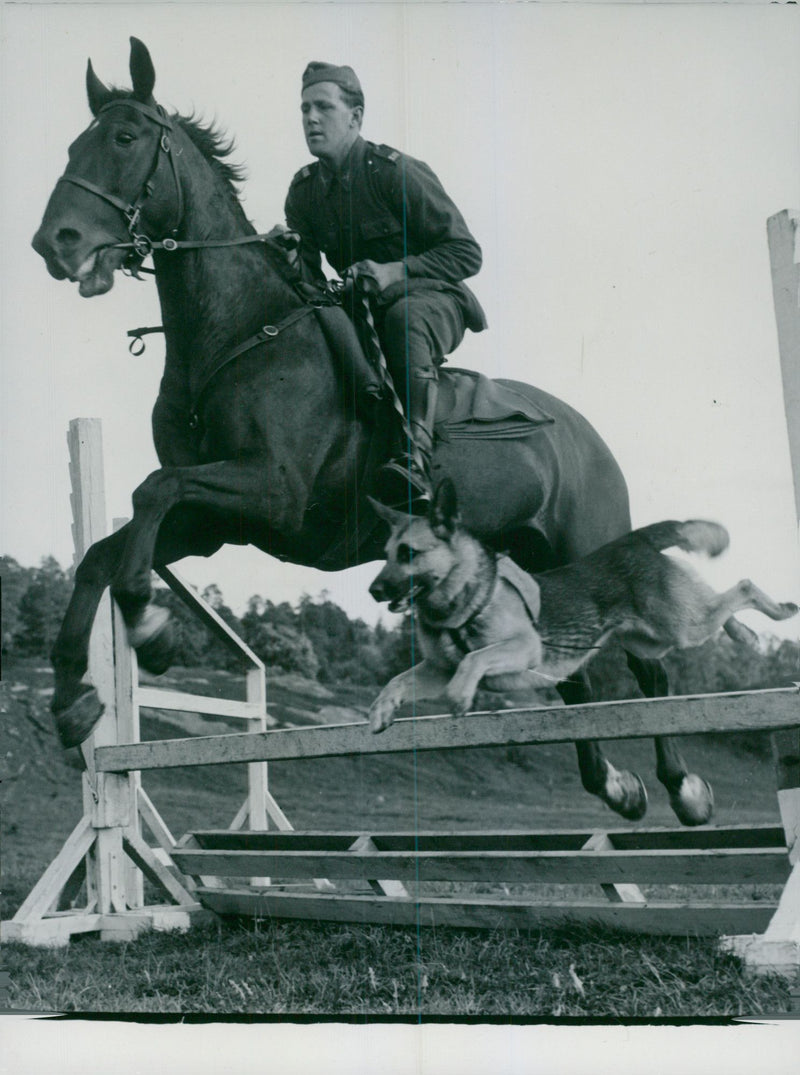 Swedish Military Army Dogs - Vintage Photograph