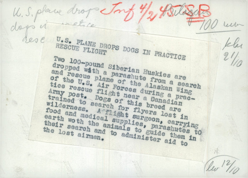 Swedish Military Army Dogs - Vintage Photograph