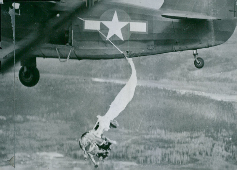 Swedish Military Army Dogs - Vintage Photograph
