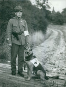 Swedish Military Army Dogs - Vintage Photograph