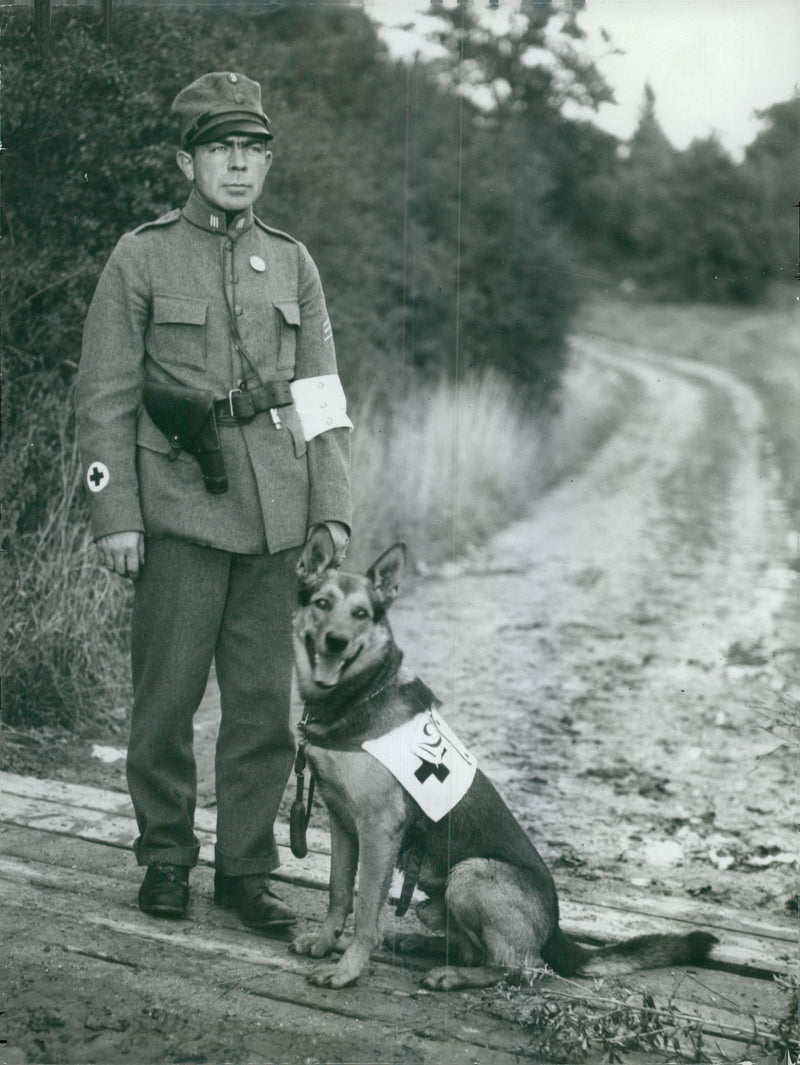 Swedish Military Army Dogs - Vintage Photograph