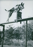 Swedish Military Army Dogs - Vintage Photograph