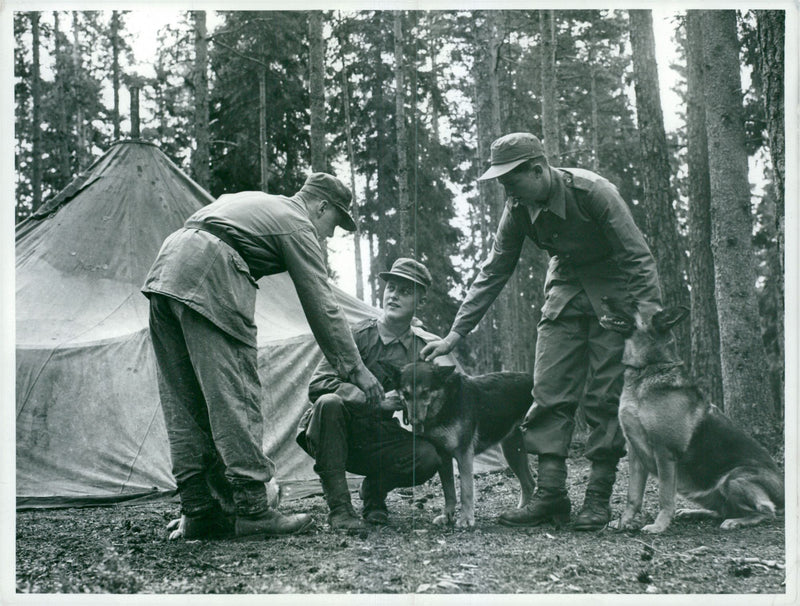 Swedish Military Army Dogs - Vintage Photograph
