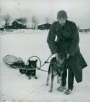 Swedish Military Army Dogs - Vintage Photograph
