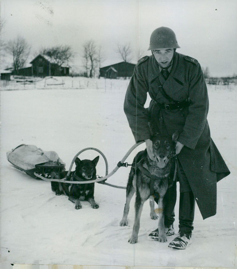 Swedish Military Army Dogs - Vintage Photograph