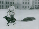 Swedish Military Army Dogs - Vintage Photograph