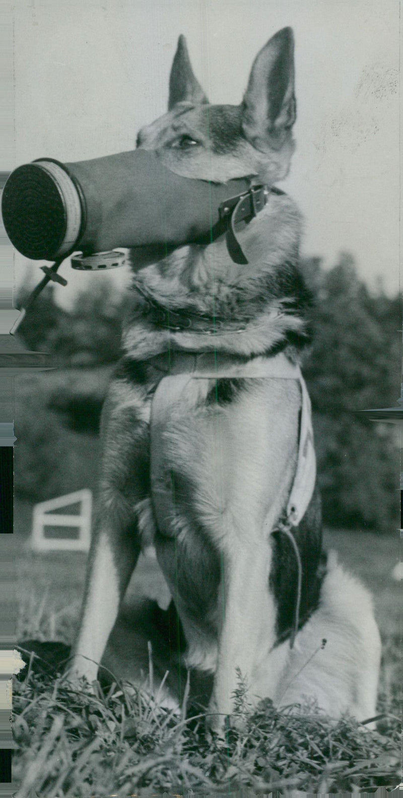 Swedish Military Army Dogs - Vintage Photograph