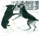 Swedish Military Army Dogs - Vintage Photograph