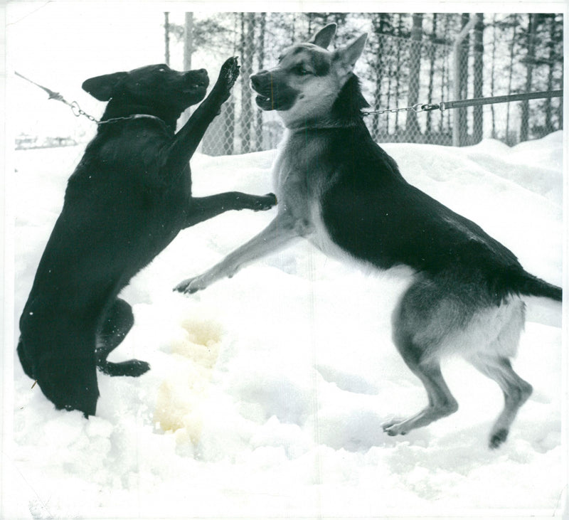 Swedish Military Army Dogs - Vintage Photograph