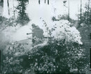 Swedish Military and Army 1941-1943 - Vintage Photograph