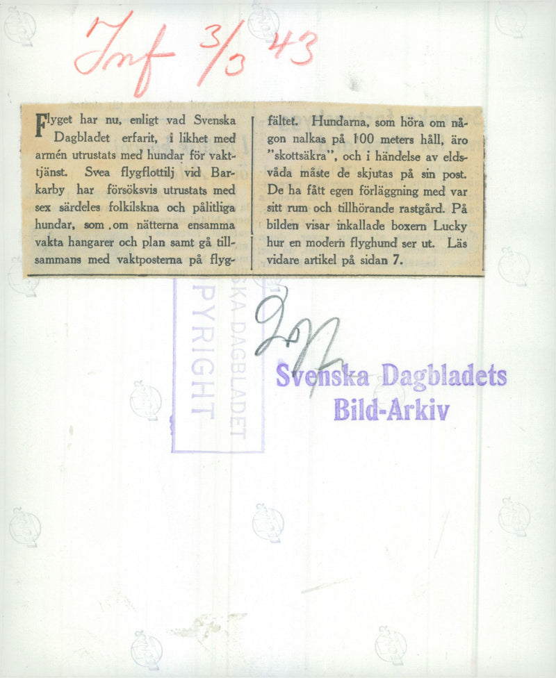 Swedish Military Army Dogs - Vintage Photograph