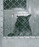 Swedish Military Army Dogs - Vintage Photograph