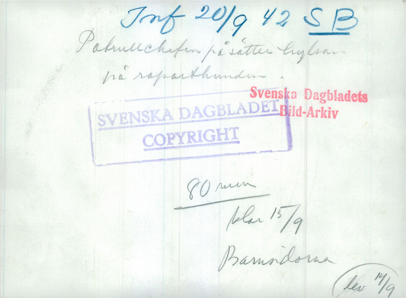 Swedish Military Army Dogs - Vintage Photograph