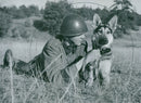 Swedish Military Army Dogs - Vintage Photograph
