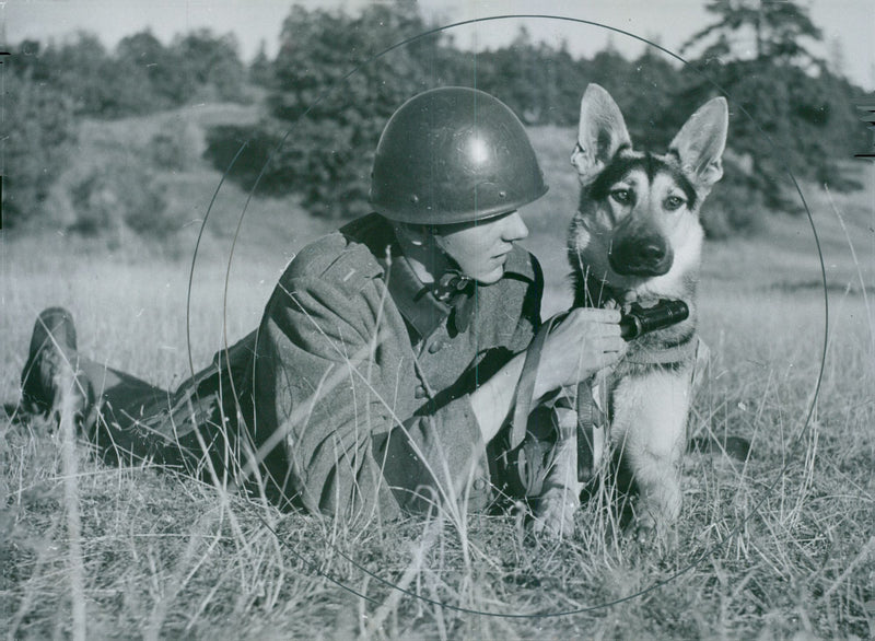 Swedish Military Army Dogs - Vintage Photograph