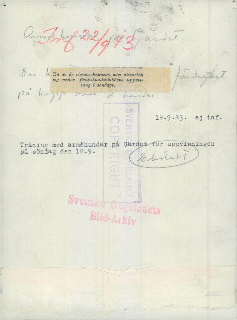 Swedish Military Army Dogs - Vintage Photograph