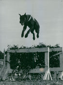 Swedish Military Army Dogs - Vintage Photograph