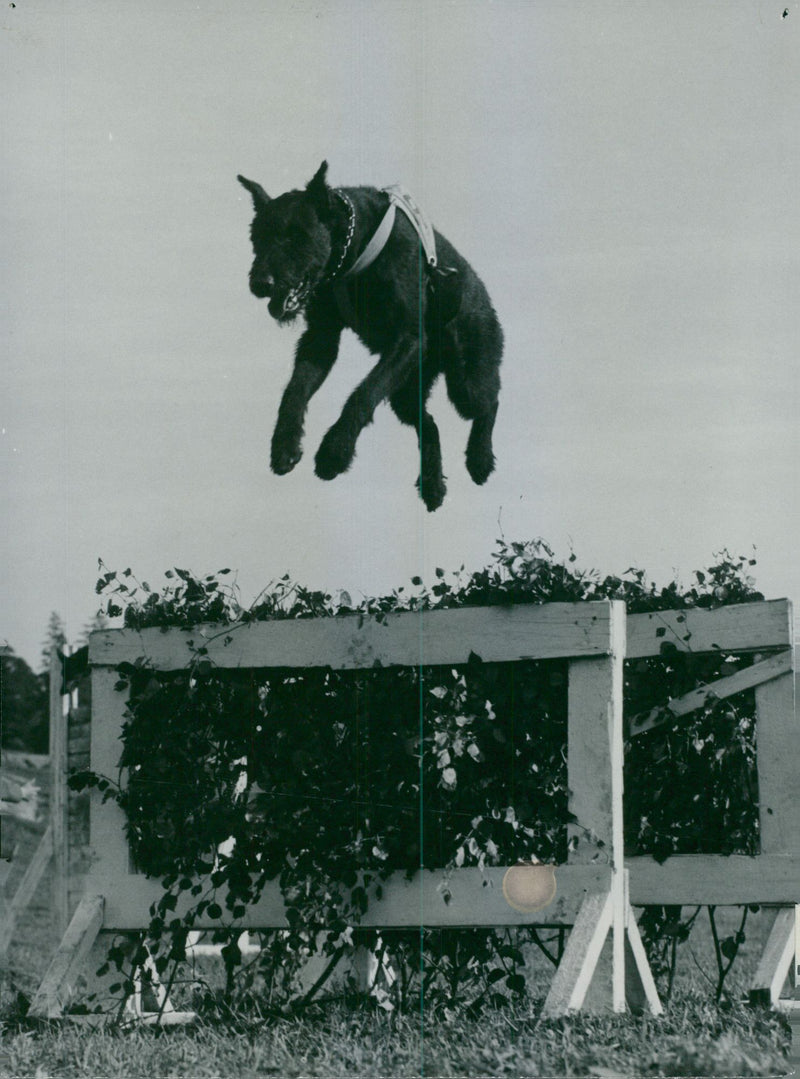 Swedish Military Army Dogs - Vintage Photograph
