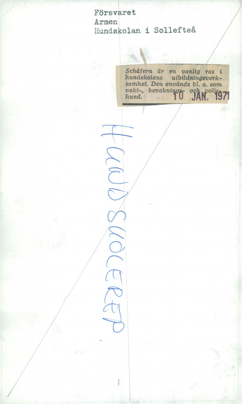 Swedish Military Army Dogs - Vintage Photograph