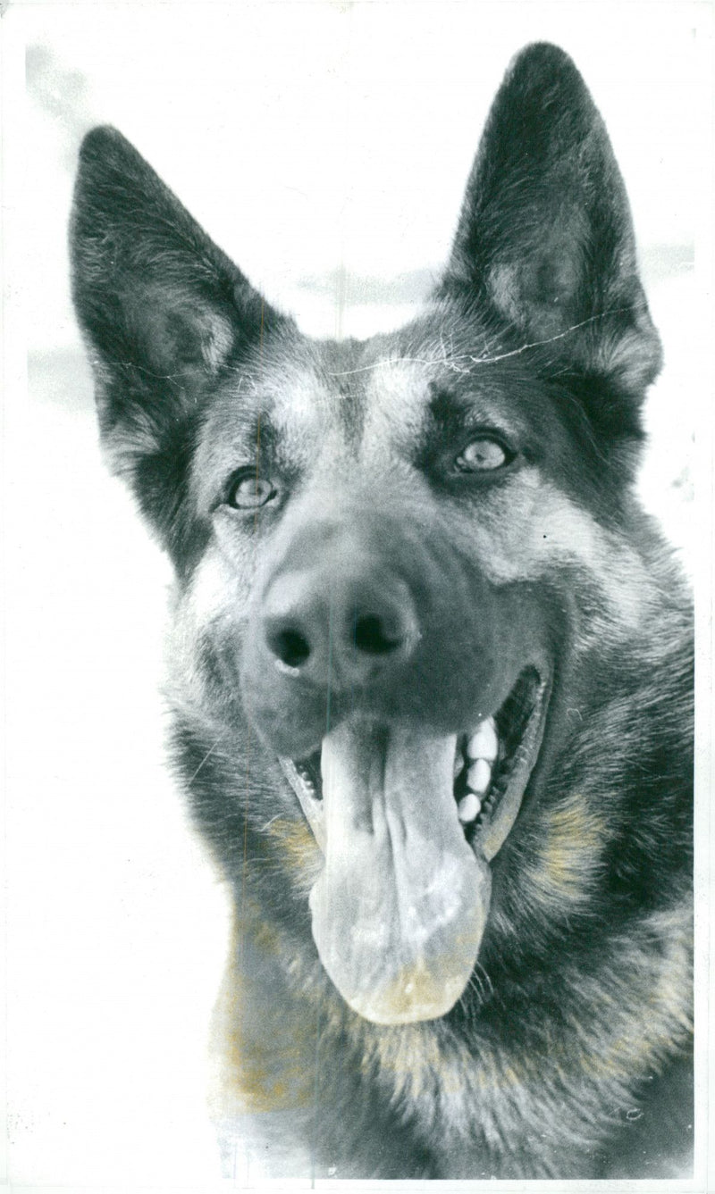 Swedish Military Army Dogs - Vintage Photograph