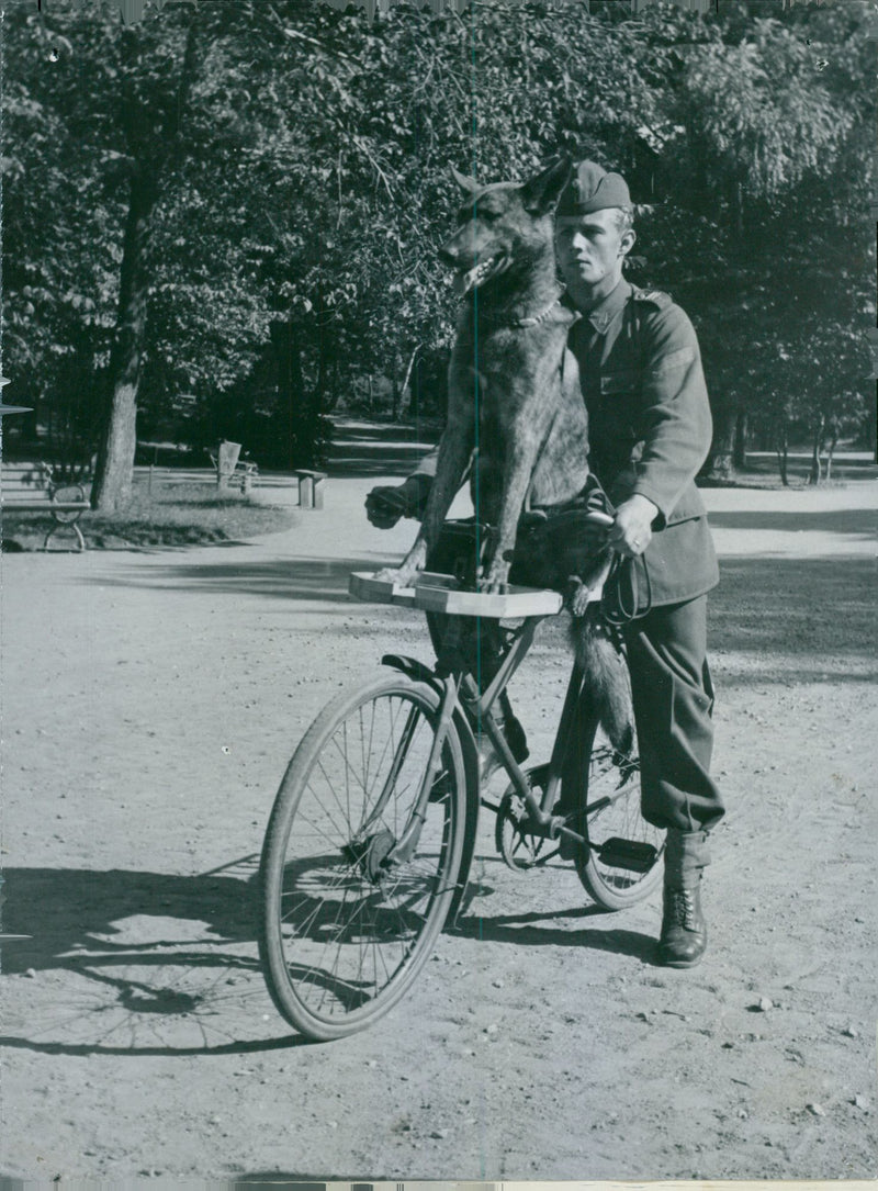 Swedish Military Army Dogs - Vintage Photograph