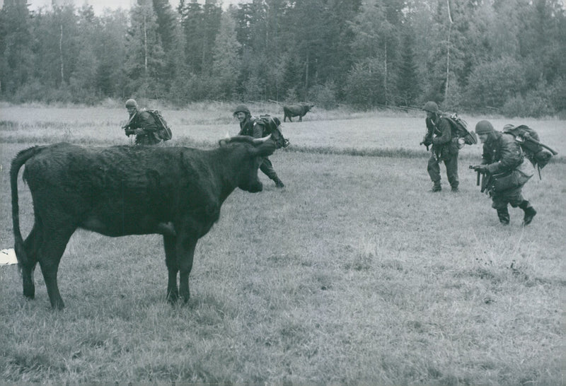 Swedish Military Field Manuevers 1952-1953 - Vintage Photograph