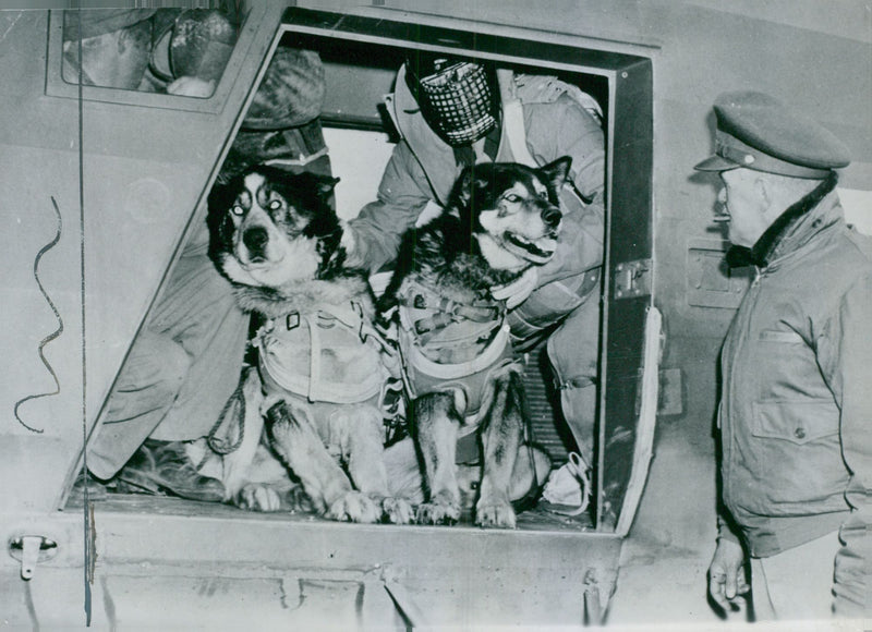 Swedish Military Army Dogs - Vintage Photograph