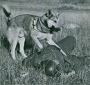 Swedish Military Army Dogs - Vintage Photograph