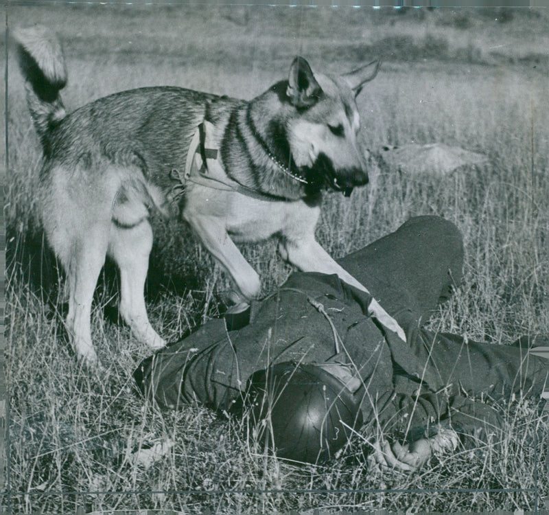 Swedish Military Army Dogs - Vintage Photograph
