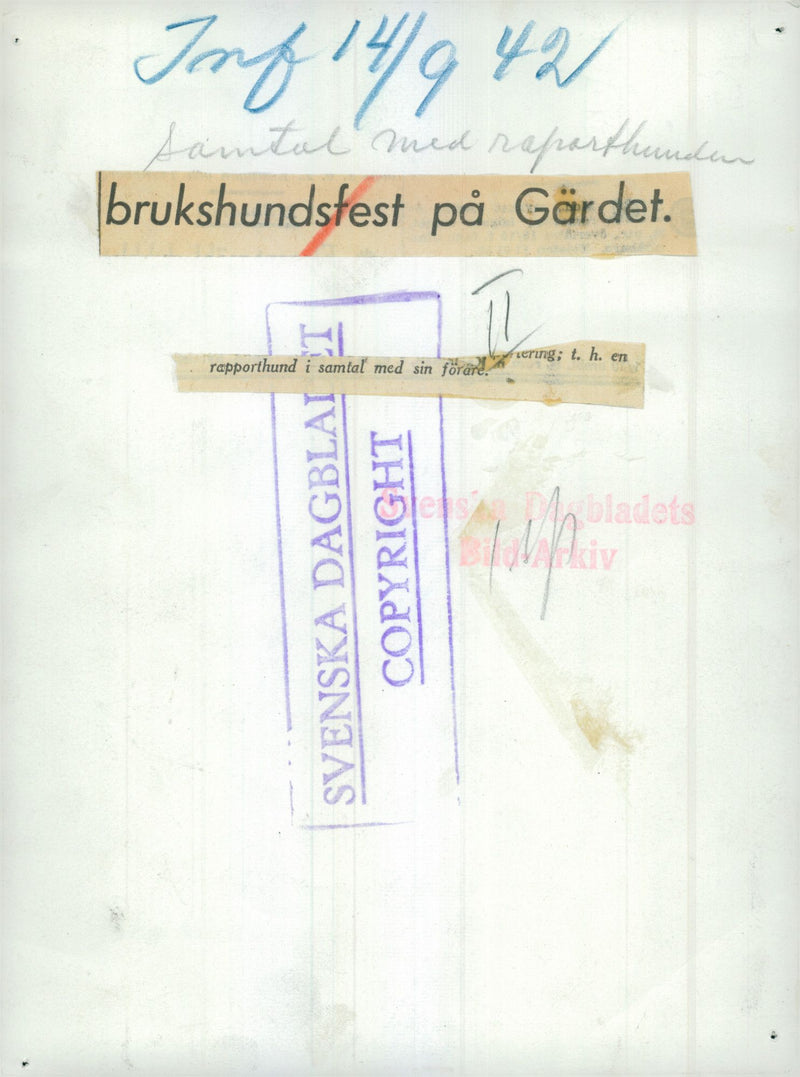 Swedish Military Army Dogs - Vintage Photograph