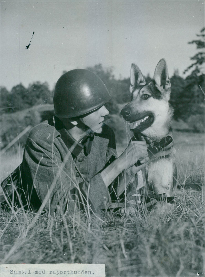 Swedish Military Army Dogs - Vintage Photograph