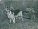 Swedish Military Army Dogs - Vintage Photograph