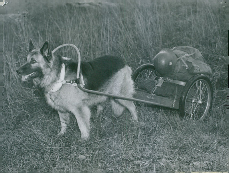Swedish Military Army Dogs - Vintage Photograph