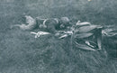 Swedish Military parachute troops - Vintage Photograph