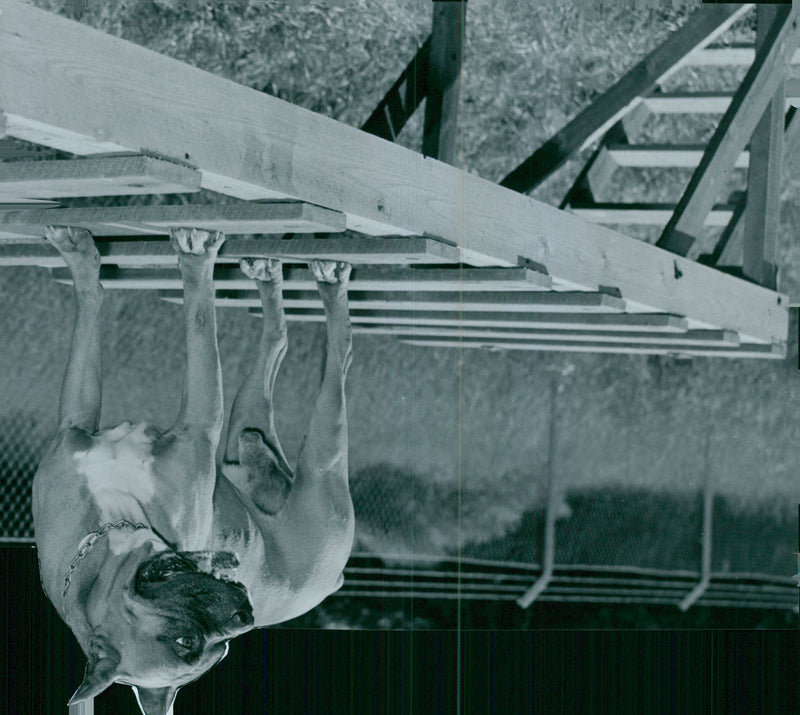 Field Police Academy. Great demands are also made on the dogs. Here the boxer Jack is trained in the steps. - Vintage Photograph