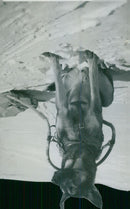 Jamtland maneuver. Resting dragon dog with a pulka. - 1 March 1938 - Vintage Photograph