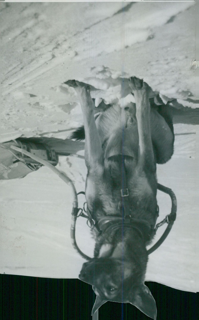 Jamtland maneuver. Resting dragon dog with a pulka. - 1 March 1938 - Vintage Photograph
