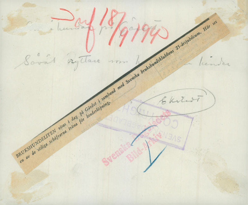 Swedish Military Army Dogs - Vintage Photograph