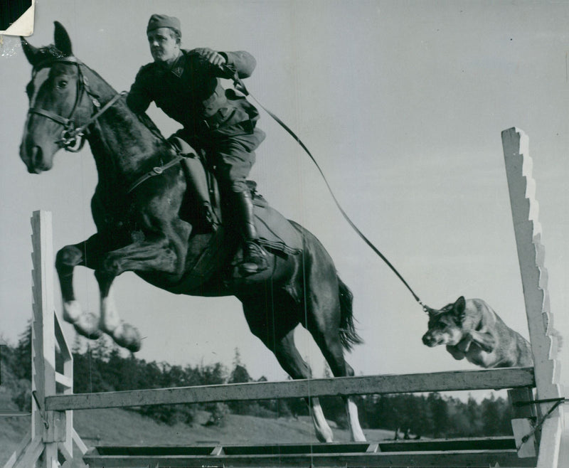 Swedish Military Army Dogs - Vintage Photograph