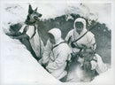 Swedish Military Army Dogs - Vintage Photograph