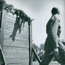 Swedish Military Army Dogs - Vintage Photograph