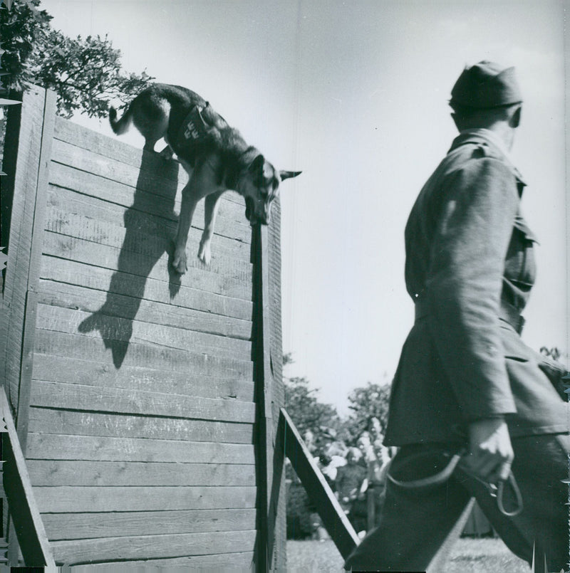 Swedish Military Army Dogs - Vintage Photograph