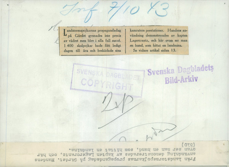 Swedish Military Army Dogs - Vintage Photograph