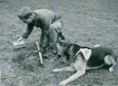 Swedish Military Army Dogs - Vintage Photograph