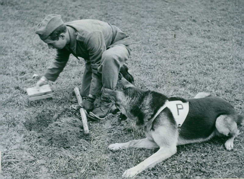 Swedish Military Army Dogs - Vintage Photograph