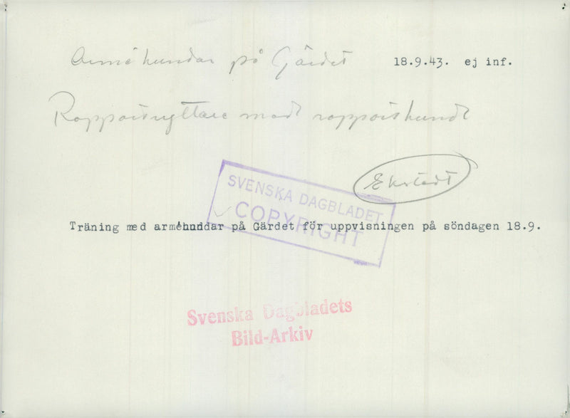 Swedish Military Army Dogs - Vintage Photograph