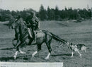 Swedish Military Army Dogs - Vintage Photograph