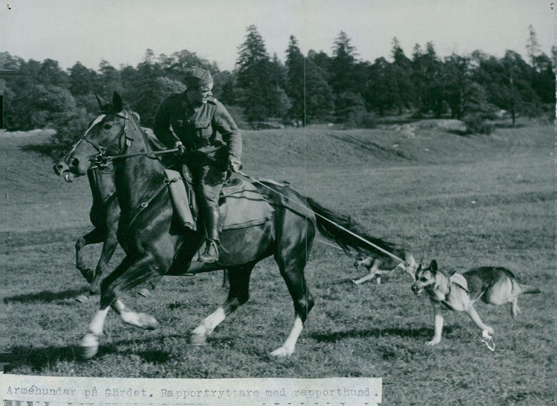 Swedish Military Army Dogs - Vintage Photograph